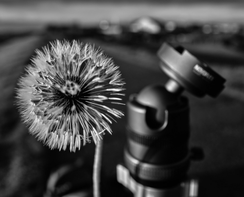maco pusteblume 2022 10 31 001