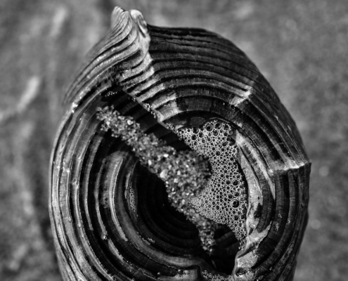 macro buhnen schmuck 2022 10 28 001